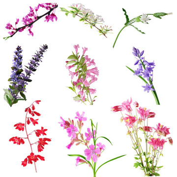 簇花