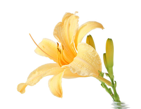 黃花菜