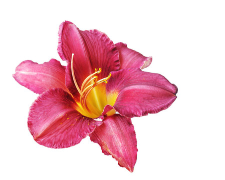 紅黃花菜