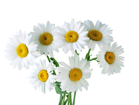 甘菊花
