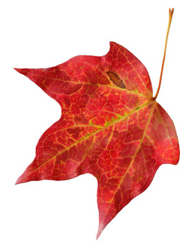 紅色的楓葉