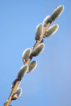 藍(lán)色帶芽枝