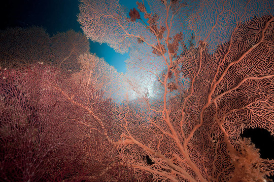 紅海的海底扇和珊瑚礁。