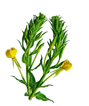 黃色的野花