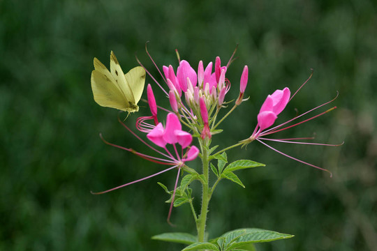 蜘蛛花