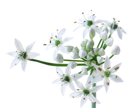 韭菜花