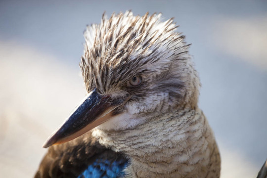 笑翠鳥笑翠鳥翠鳥用滑稽的表情