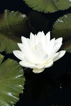 水百合