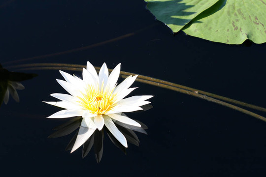 水百合