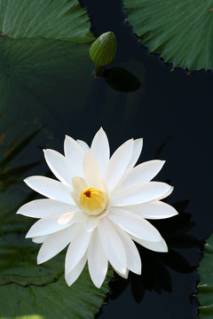 水百合