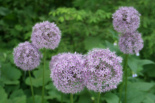 韭花