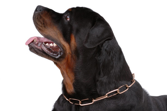 羅威納犬
