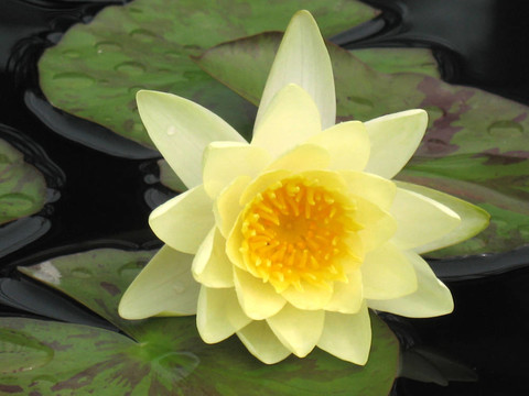 水百合