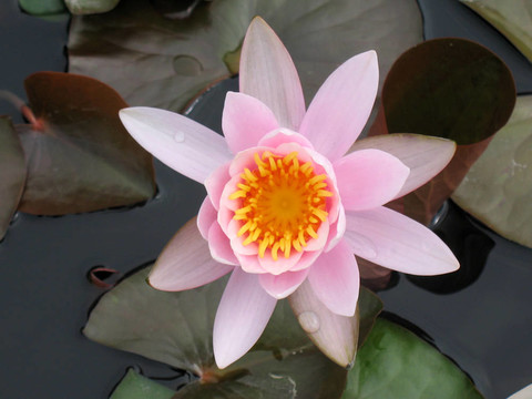 水百合