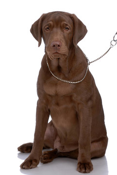 的拉布拉多獵犬的肖像
