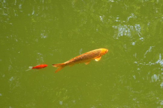 裝飾鯉魚和錦鯉