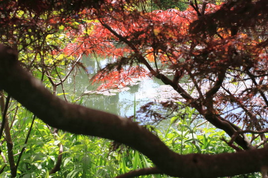 花園里的河