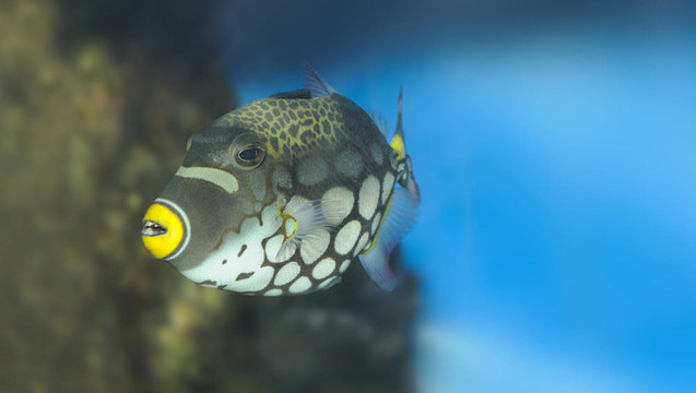 熱帶魚- Clown Triggerfish