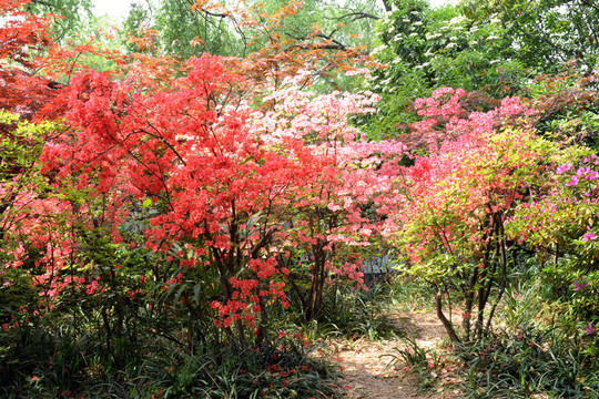 常州紅梅公園