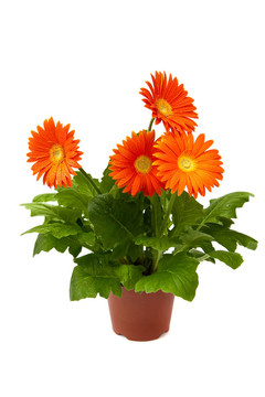 橙色非洲菊