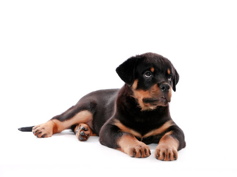 羅威納幼犬。