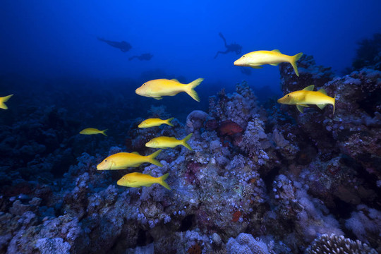Yellowsaddle goatfish和水下在紅海邊風(fēng)景。