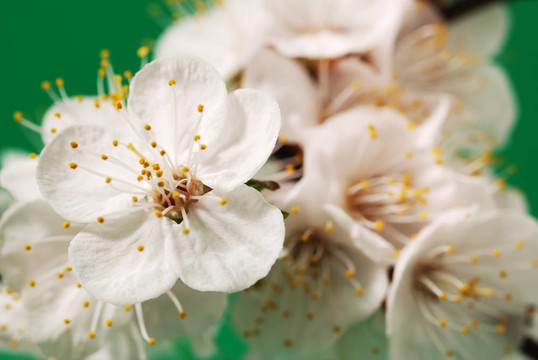 樹木開花的樹枝