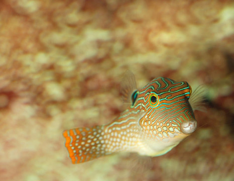 異國情調(diào)的魚