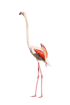 火烈鳥(niǎo)在白