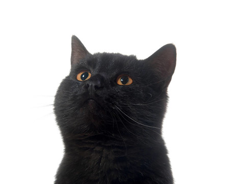 一只黑猫的脸
