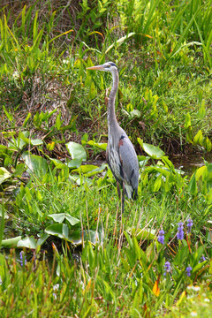 大藍(lán)鷺（Ardea herodias）