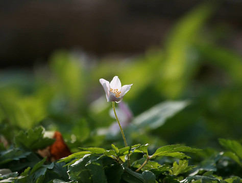 風(fēng)之花