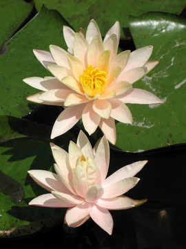 水百合