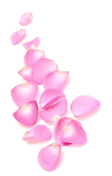 玫瑰的花瓣邊緣