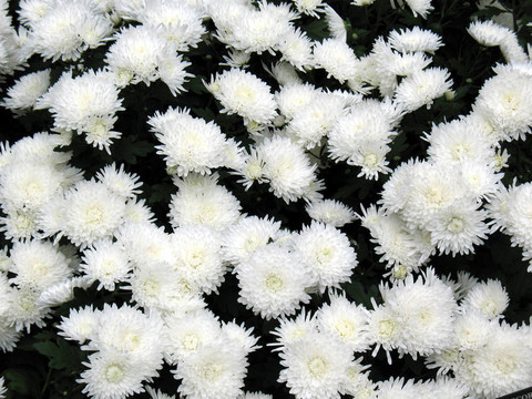 菊花