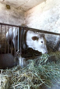 奶牛動物系列