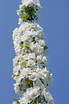 白色的樱花盛开在春天的意大利丘陵