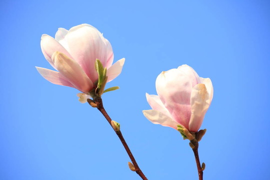木蘭花
