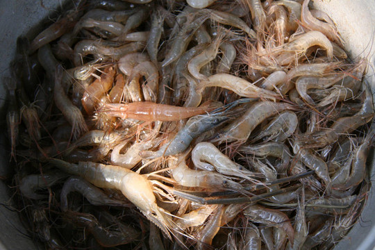 蝦洞里薩湖；柬埔寨