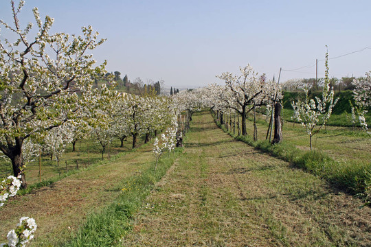 白色的樱花盛开在春天的意大利丘陵