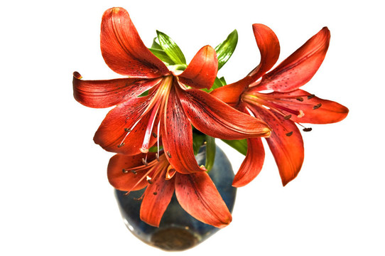 花瓶里的紅色百合花