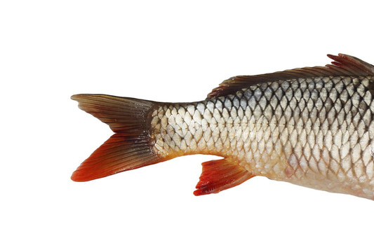 鯉魚(yú)；魚(yú)尾