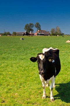 草原的牛