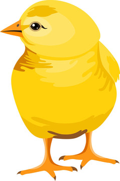 小黃雞