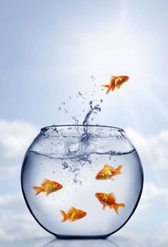 金魚從水里跳出來