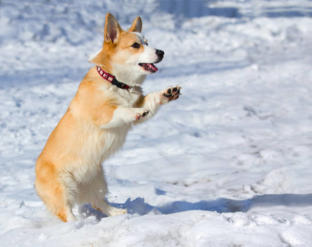 ？embroke威爾士柯基犬