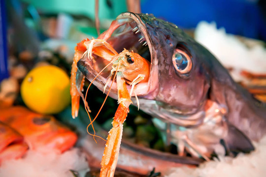 魚