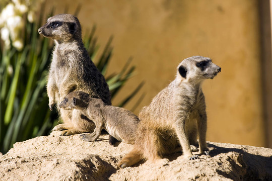 海島貓鼬（項目Suricata suricatta）
