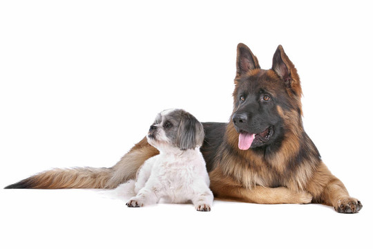 德國(guó)牧羊犬和一只混合品種的狗