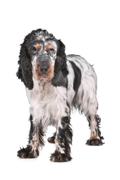 英國可卡犬